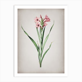 Vintage Sword Lily Botanical on Parchment n.0079 Art Print