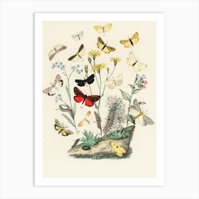 Butterflies And Flowers 2 Art Print