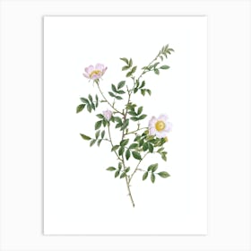 Vintage Pink Hedge Rose in Bloom Botanical Illustration on Pure White n.0445 Art Print