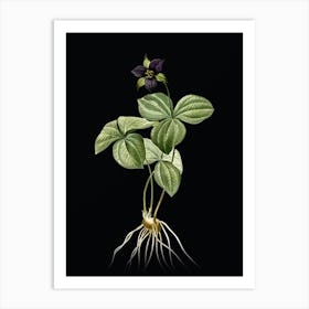 Vintage Trillium Rhomboideum Botanical Illustration on Solid Black n.0559 Art Print