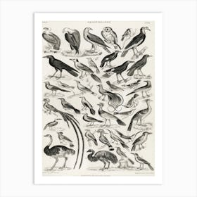 Ornithology, Oliver Goldsmith Art Print