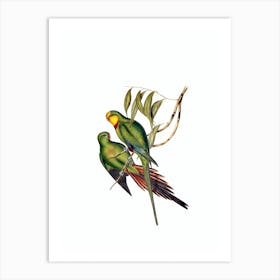 Vintage Black Tailed Parakeet Bird Illustration on Pure White n.0331 Art Print