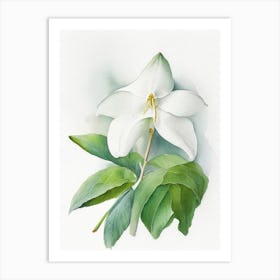 White Trillium Wildflower Watercolour 1 Art Print