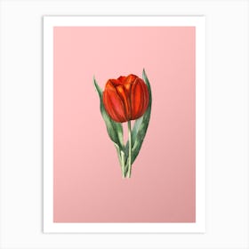 Vintage Gesner's Tulip Branch Botanical on Soft Pink n.0285 Art Print