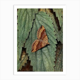 Vintage Moth On Leaf Art Print