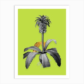 Vintage Eucomis Regia Black and White Gold Leaf Floral Art on Chartreuse n.0339 Art Print