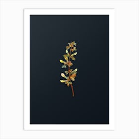 Vintage Common Cytisus Botanical Watercolor Illustration on Dark Teal Blue n.0810 Art Print