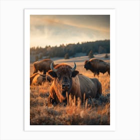 Bison Art Print