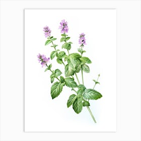 Catnip Vintage Botanical Herbs 0 Art Print