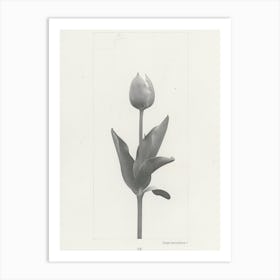 Tulip Flower Photo Collage 1 Art Print