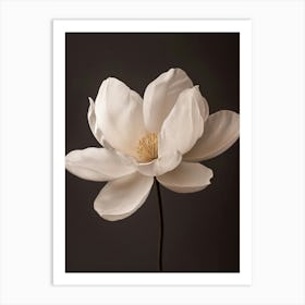 White Magnolia Flower Art Print