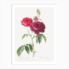 Purple French Rose, Rosa Gallica Purpuro Violacea Magna From Les Roses, Pierre Joseph Redoute Art Print