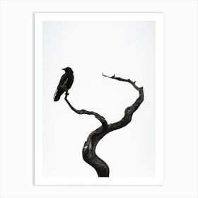 Crow On Branch Art Print