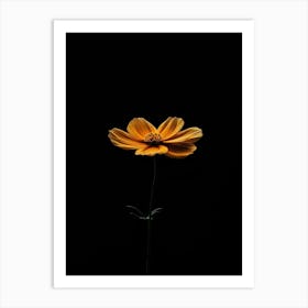 Single Flower On A Black Background 2 Art Print