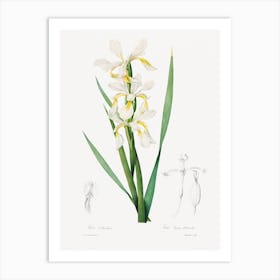Gold Banded Iris, Pierre Joseph Redouté Art Print