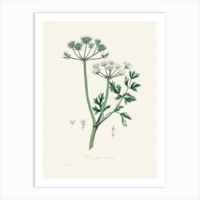 Vintage Botanical John Stephenson and James Morss Churchill Art Print_2731694 Art Print