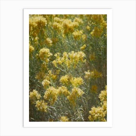 Yellow Wild Flowers Art Print