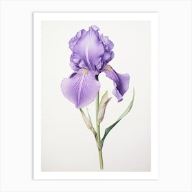 Irises Flower Vintage Botanical 2 Art Print