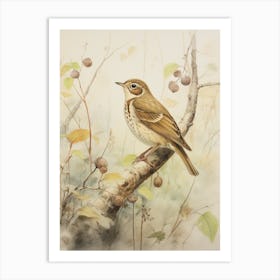 Vintage Bird Drawing Hermit Thrush 3 Art Print