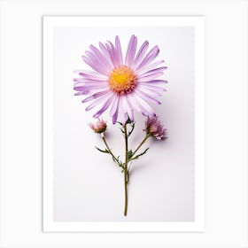 Pressed Flower Botanical Art Asters 2 Art Print