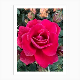 Red Rose - Photography Art Print