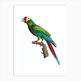Vintage Great Military Macaw Bird Illustration on Pure White Art Print