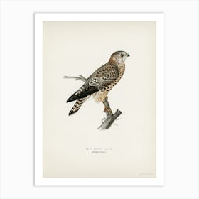 Merlin Female (Falco Aesalon), The Von Wright Brothers Art Print