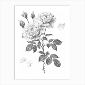 Rose With Petals Line Drawing 4 Art Print
