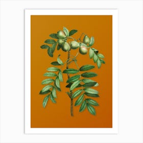 Vintage Service Tree Botanical on Sunset Orange n.0129 Art Print