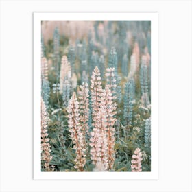 Mountain Lupine Flowers Art Print