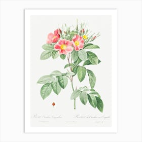 Pasture Rose, Pierre Joseph Redoute Art Print