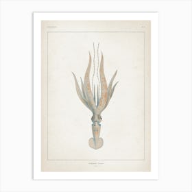 Vintage Vérany 1 Loligopsis Veranii 1 Art Print
