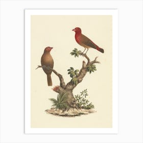 Red Billed Firefinch, Luigi Balugani Art Print