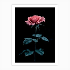 Pink Rose On Black Background 22 Art Print