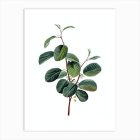 Vintage Alpine Buckthorn Plant Botanical Illustration on Pure White n.0403 Art Print