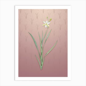 Vintage Ixia Anemonae Flora Botanical on Dusty Pink Pattern Art Print