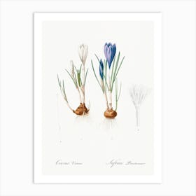 Spring Crocus, Pierre Joseph Redoute Art Print