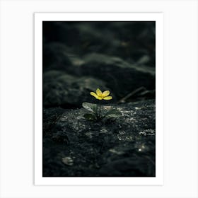 Yellow Flower On A Rock Art Print