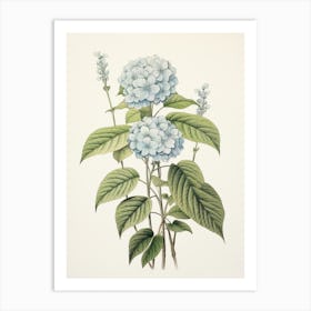 Ajisai Hydrangea 2 Vintage Japanese Botanical Art Print