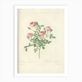 Rose Illustration, Pierre Joseph Redoute (14) Art Print