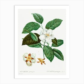 Stewartia Pentagyna, Pierre Joseph Redoute Art Print