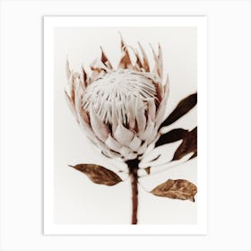 Protea Flower 4 Art Print