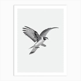 Harrier B&W Pencil Drawing 2 Bird Art Print