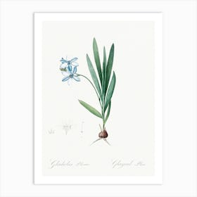 Gladiolus Plicatus, Pierre Joseph Redoute Art Print