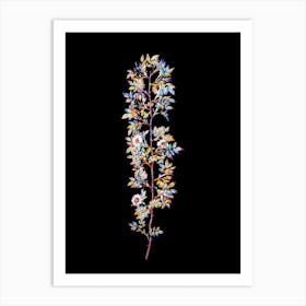 Stained Glass Cuspidate Rose Mosaic Botanical Illustration on Black Art Print