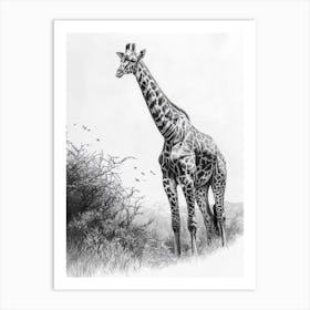 Giraffe In The Wild Pencil Drawing 2 Art Print