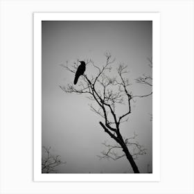 Crow In The Tree Art Print