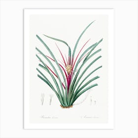 Plumier S Bromelia Illustration From Les Liliacées (1805), Pierre Joseph Redoute Art Print