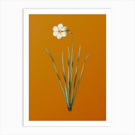 Vintage Narcissus Poeticus Botanical on Sunset Orange n.0927 Art Print