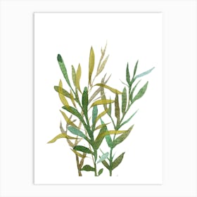 eucalytus branches Art Print